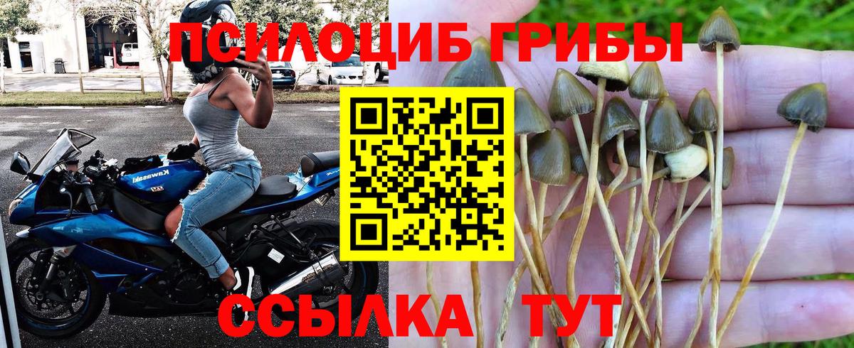 Изобильный  Псилоцибиновые грибы Psilocybe  Вход с VPN 